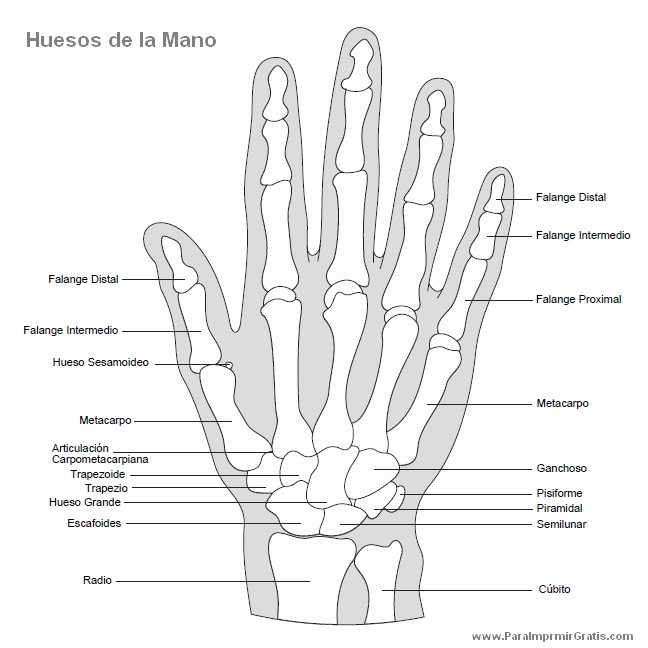 Huesos De La Mano ParaImprimirGratis