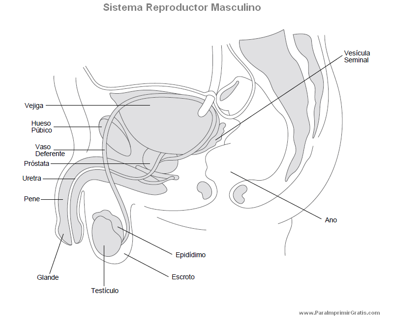 Sistema Reproductor Masculino